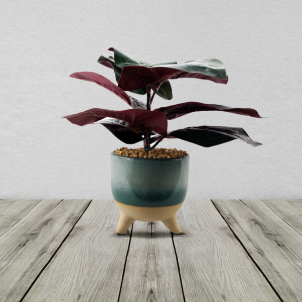 Ficus plant
