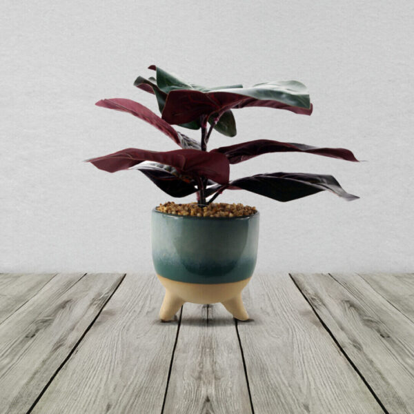 Ficus plant