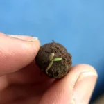 Bee-Friendly Wildflower Seed Box2